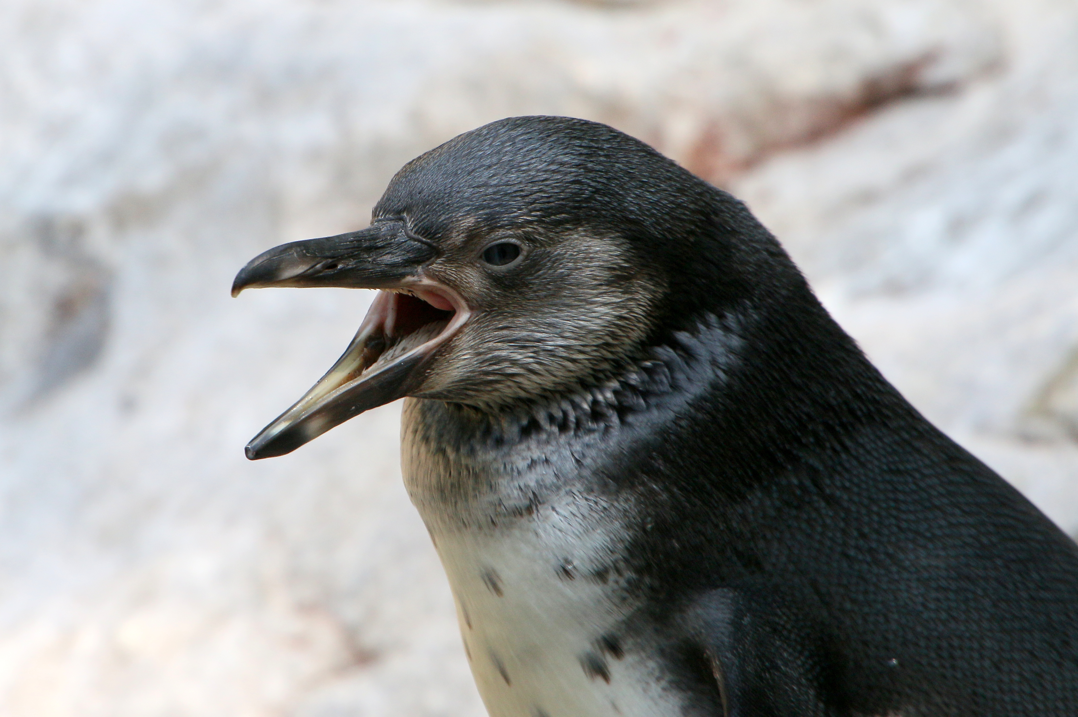 Photos: 10 adorable penguin pics in honor of World Penguin Day