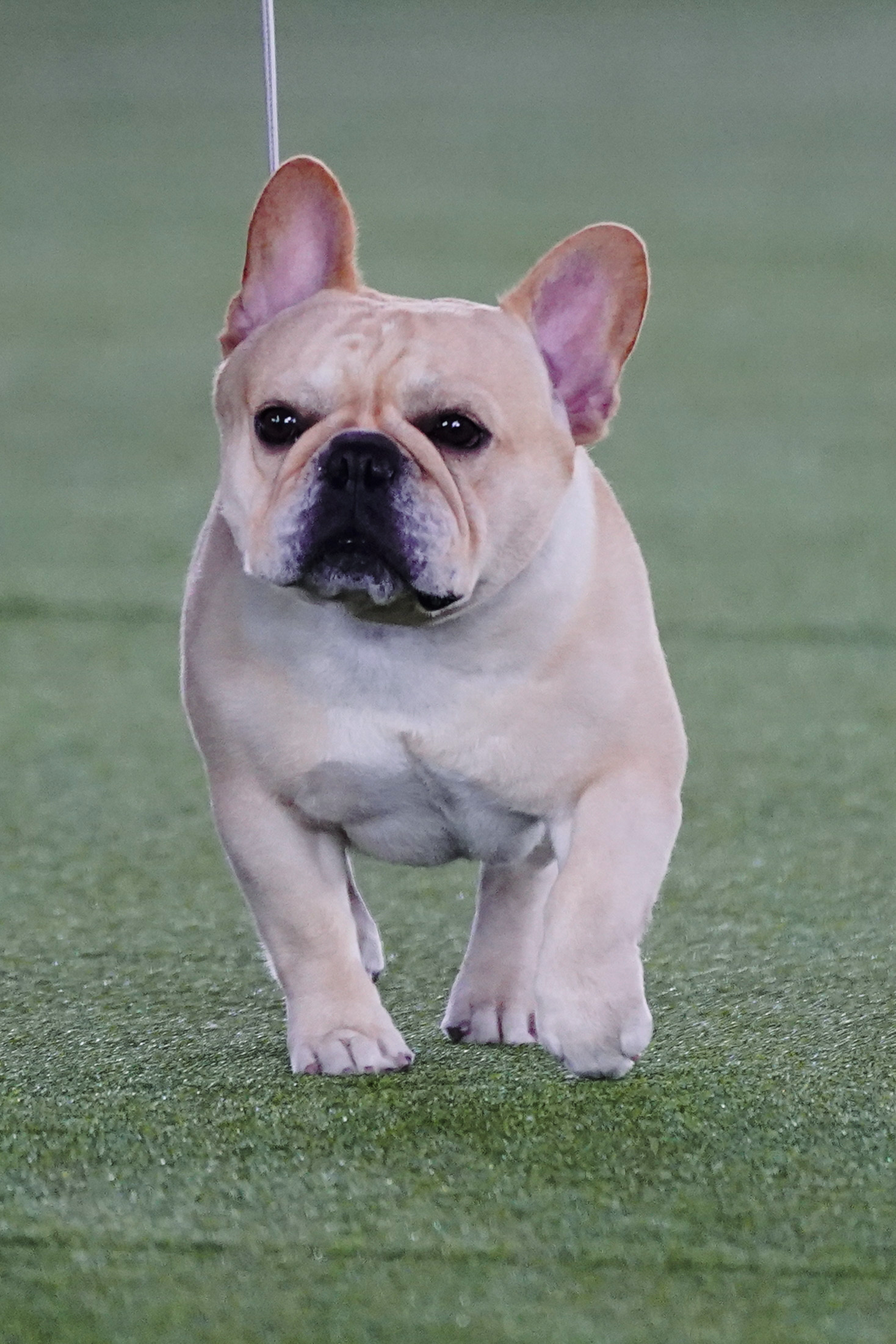 Photos: Westminster Dog Show 2022