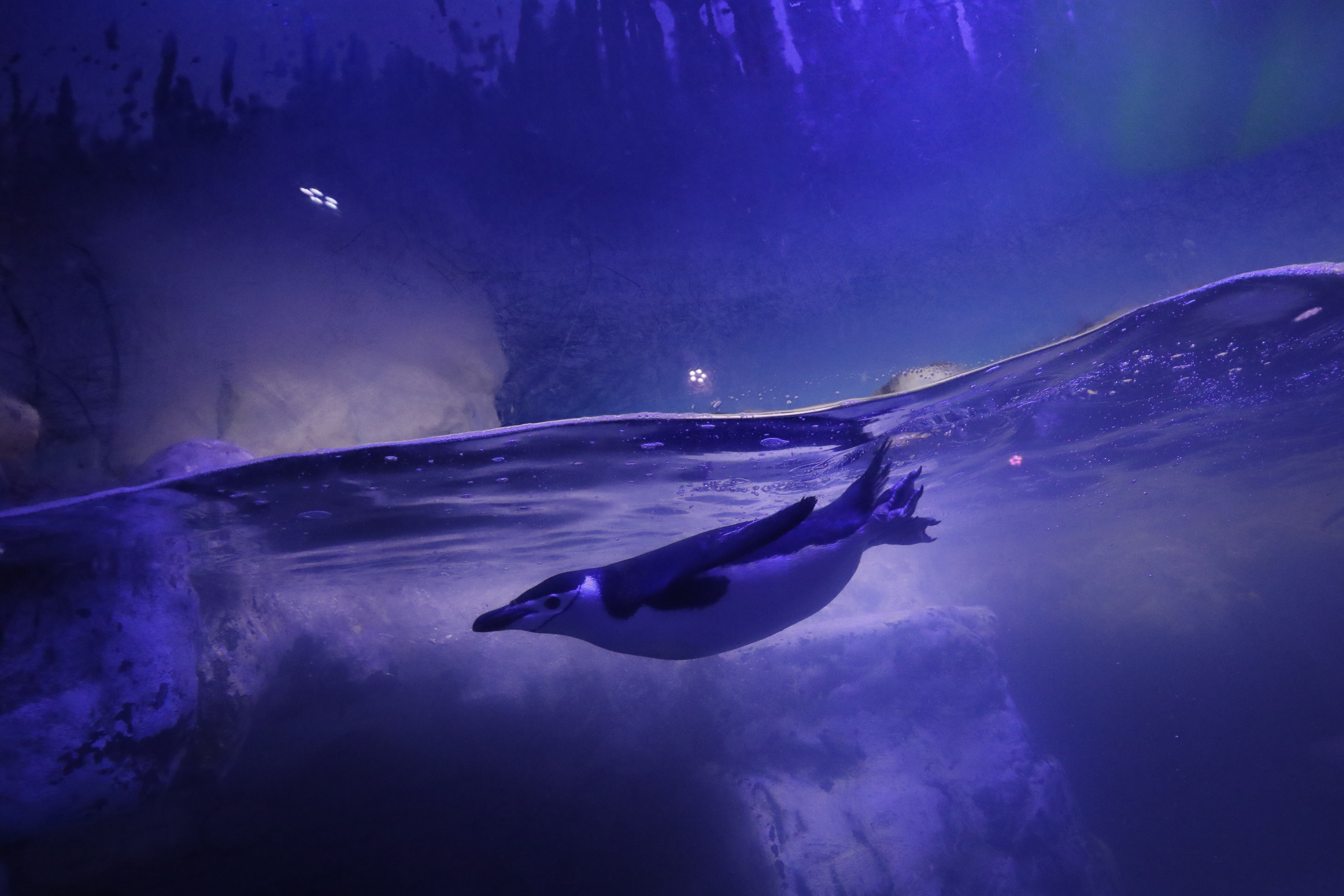 Photos: 10 adorable penguin pics in honor of World Penguin Day