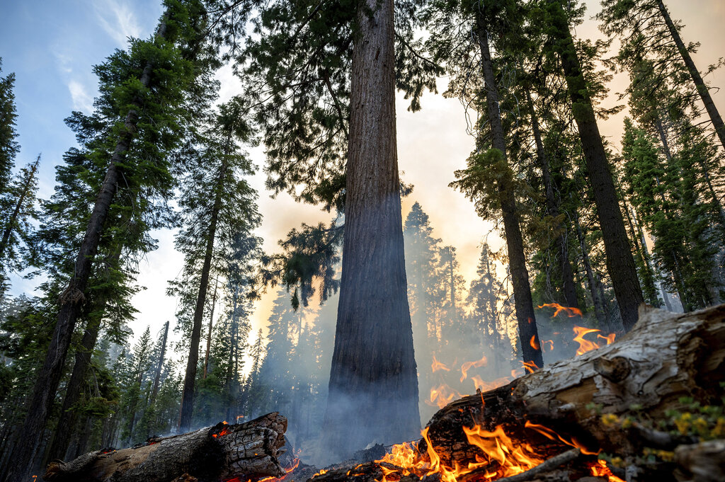 Wildfire imperils giant sequoias