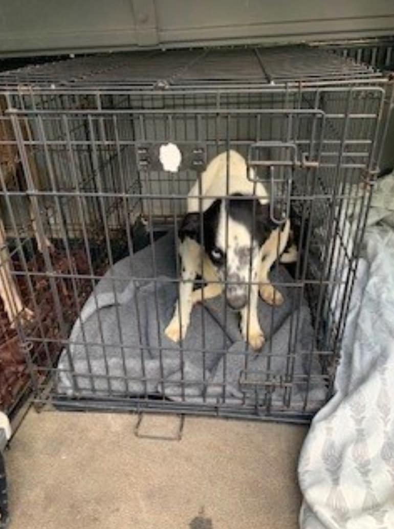 Photos: Dozens of animals and 300 fish rescued in Ohio