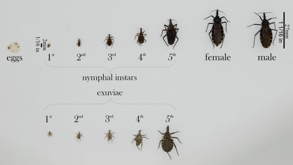 Dangerous ‘kissing bug’ illness spreading across southern U.S.