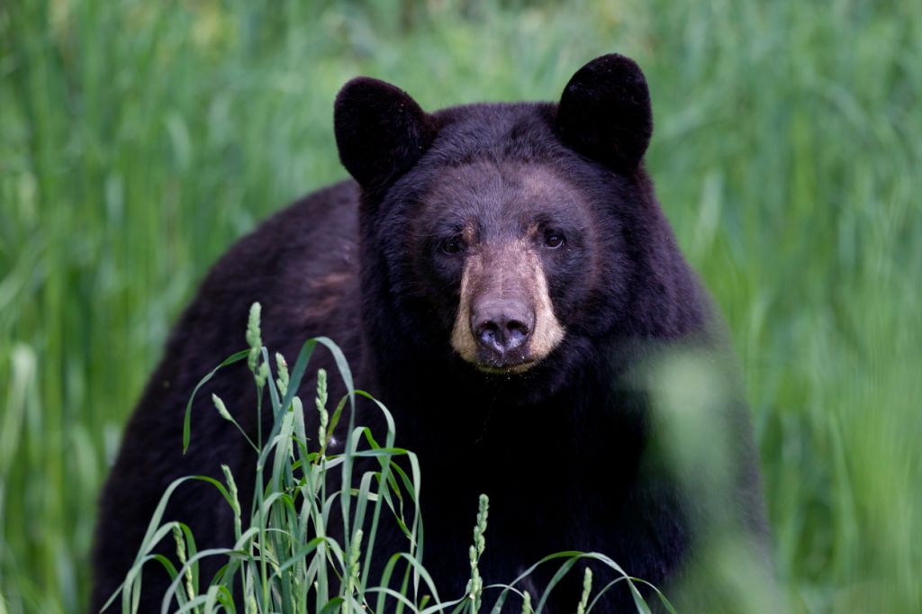 Woman walking her two dogs attacked by a black bear over the weekend in Vermont