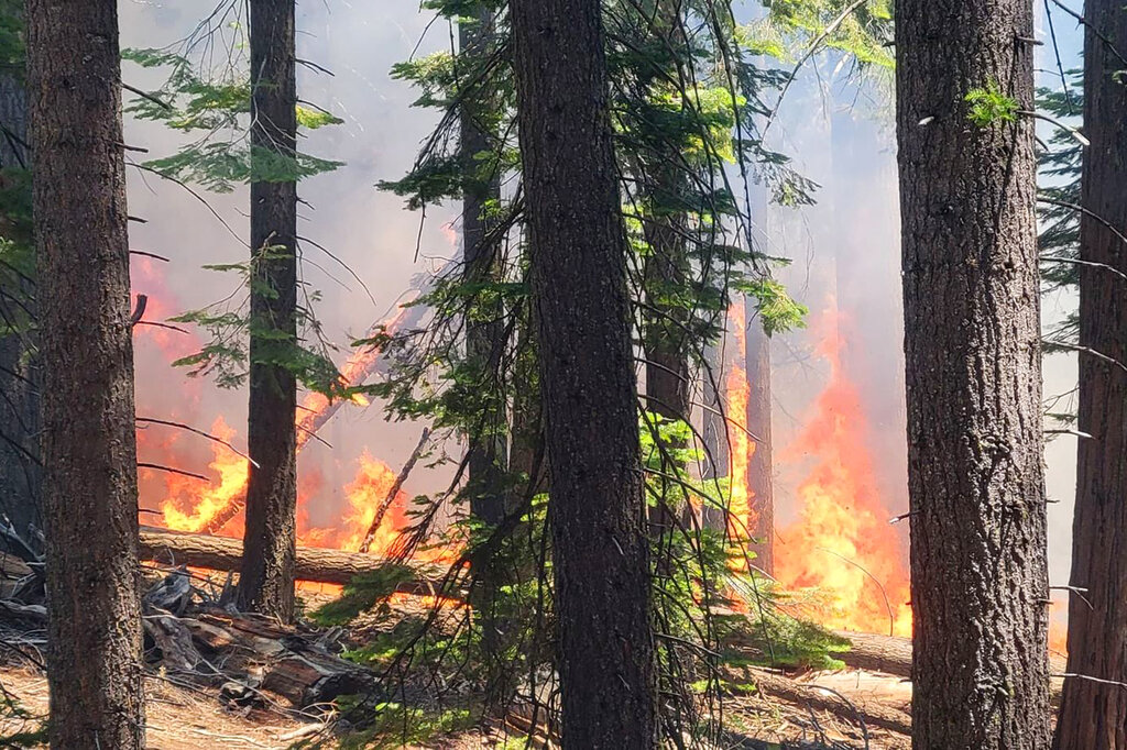 Wildfire imperils giant sequoias