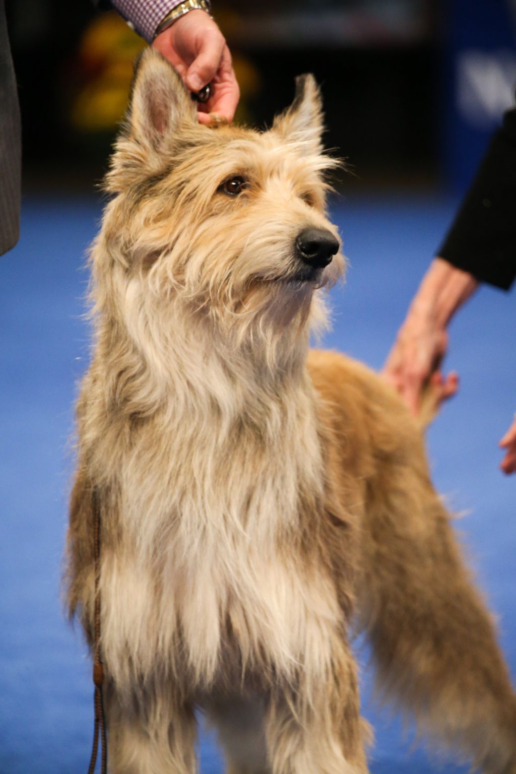 Photos: National Dog Show 2020