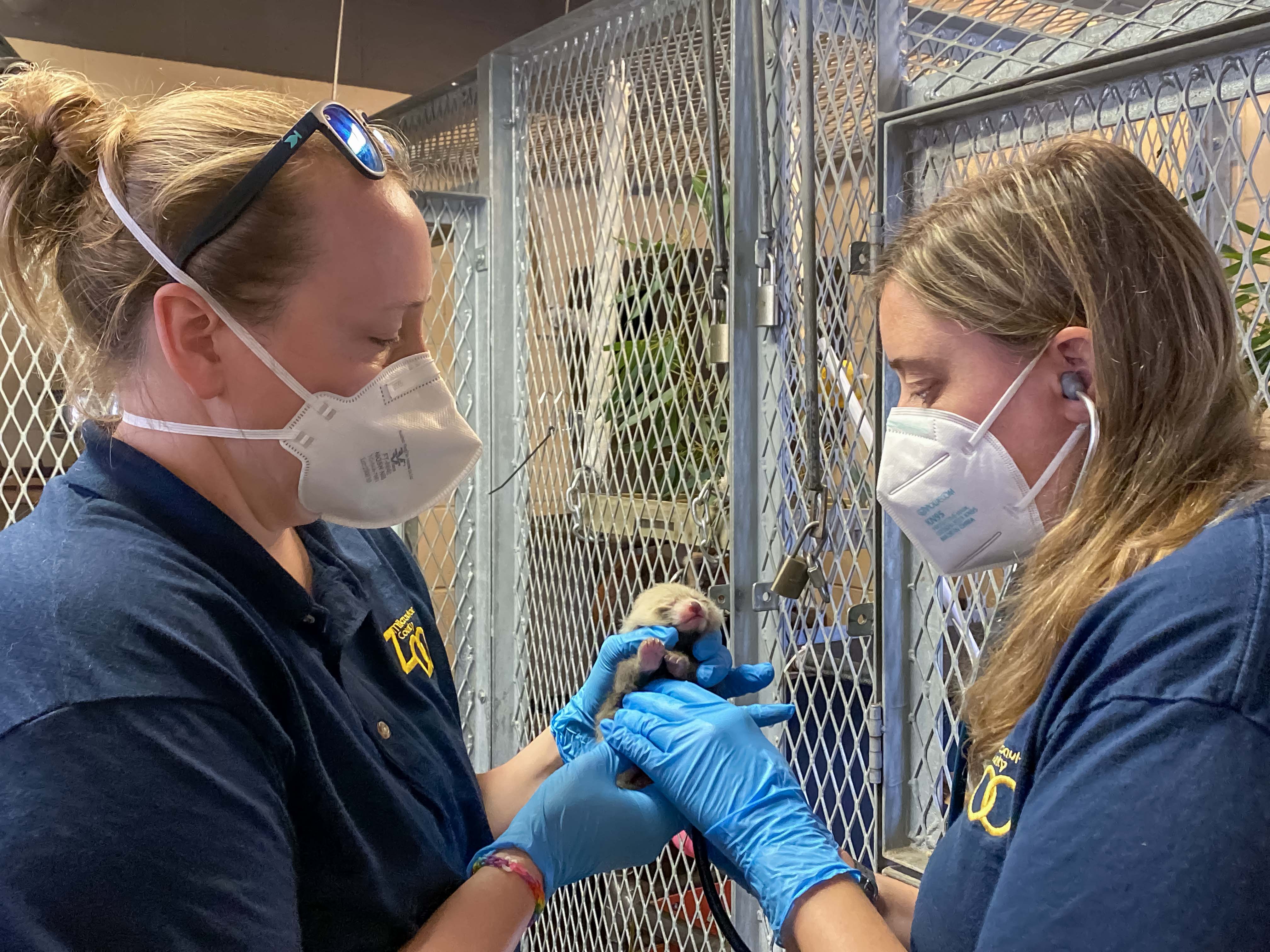 Photos: Milwaukee County Zoo welcomes baby red panda