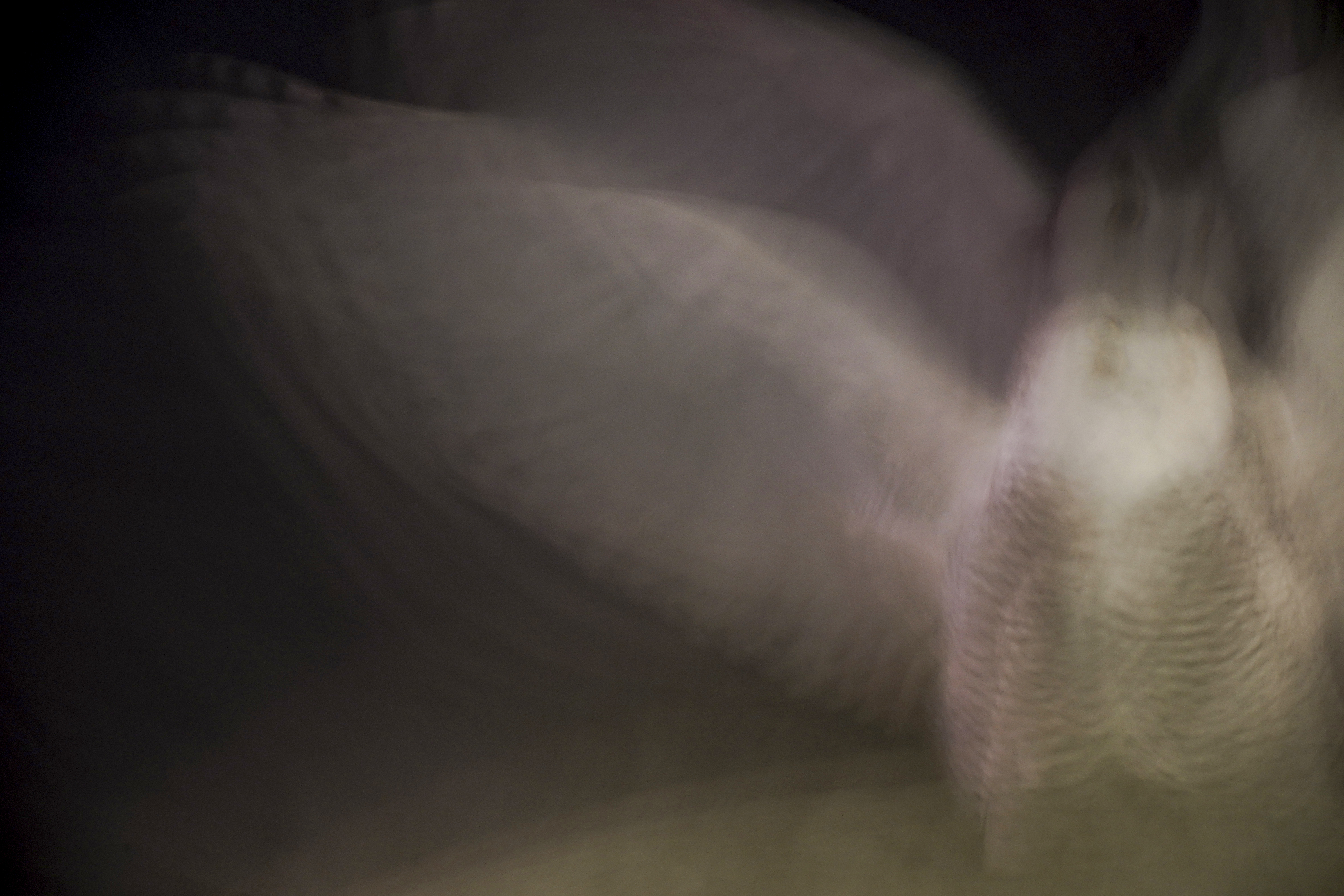 Photos: Rare snowy owl visits D.C. monuments