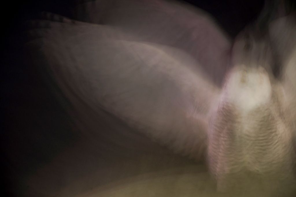 Photos: Rare snowy owl visits D.C. monuments