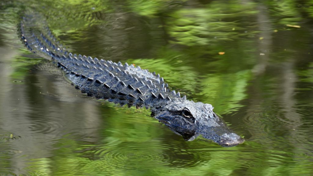 Alligator takes field trip to swim in lazy river