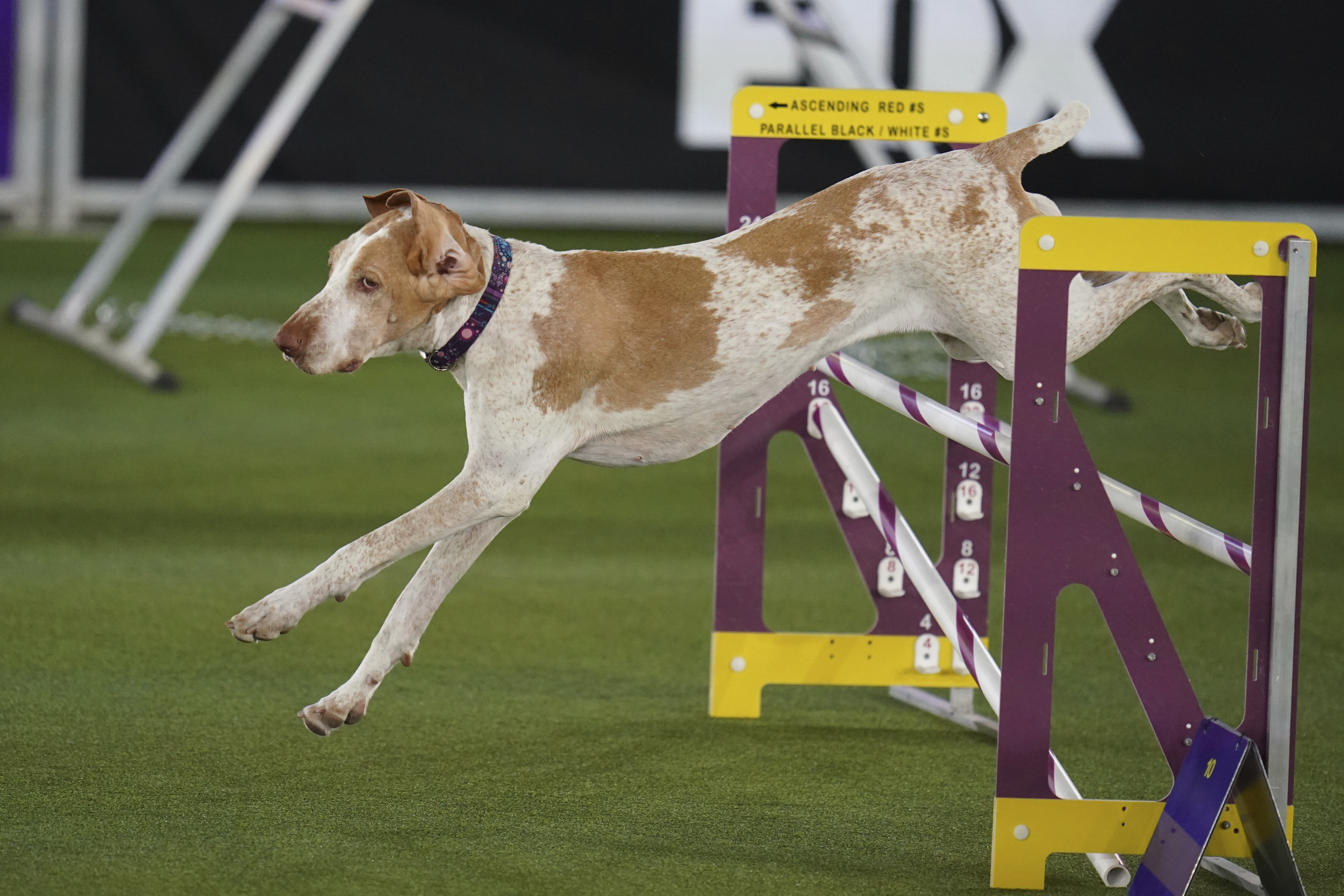 New breed, bracco Italiano, added to American Kennel Club roster