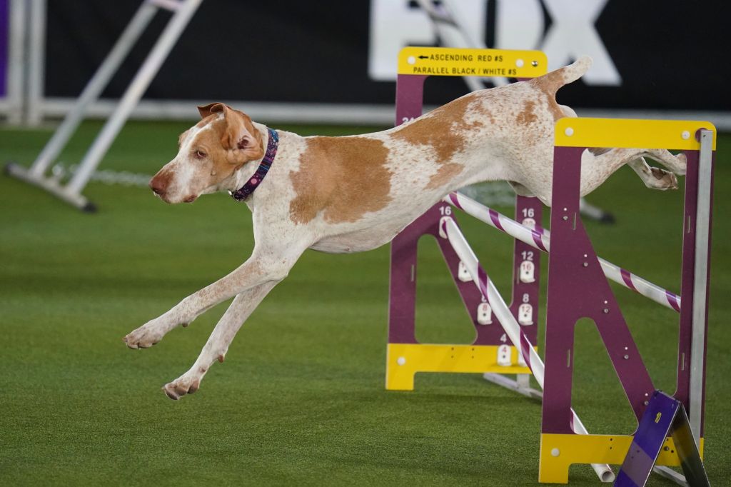 New breed, bracco Italiano, added to American Kennel Club roster