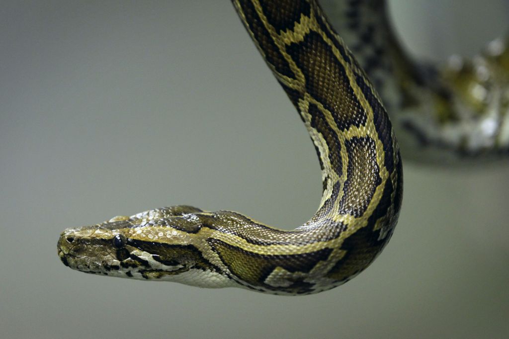 Python