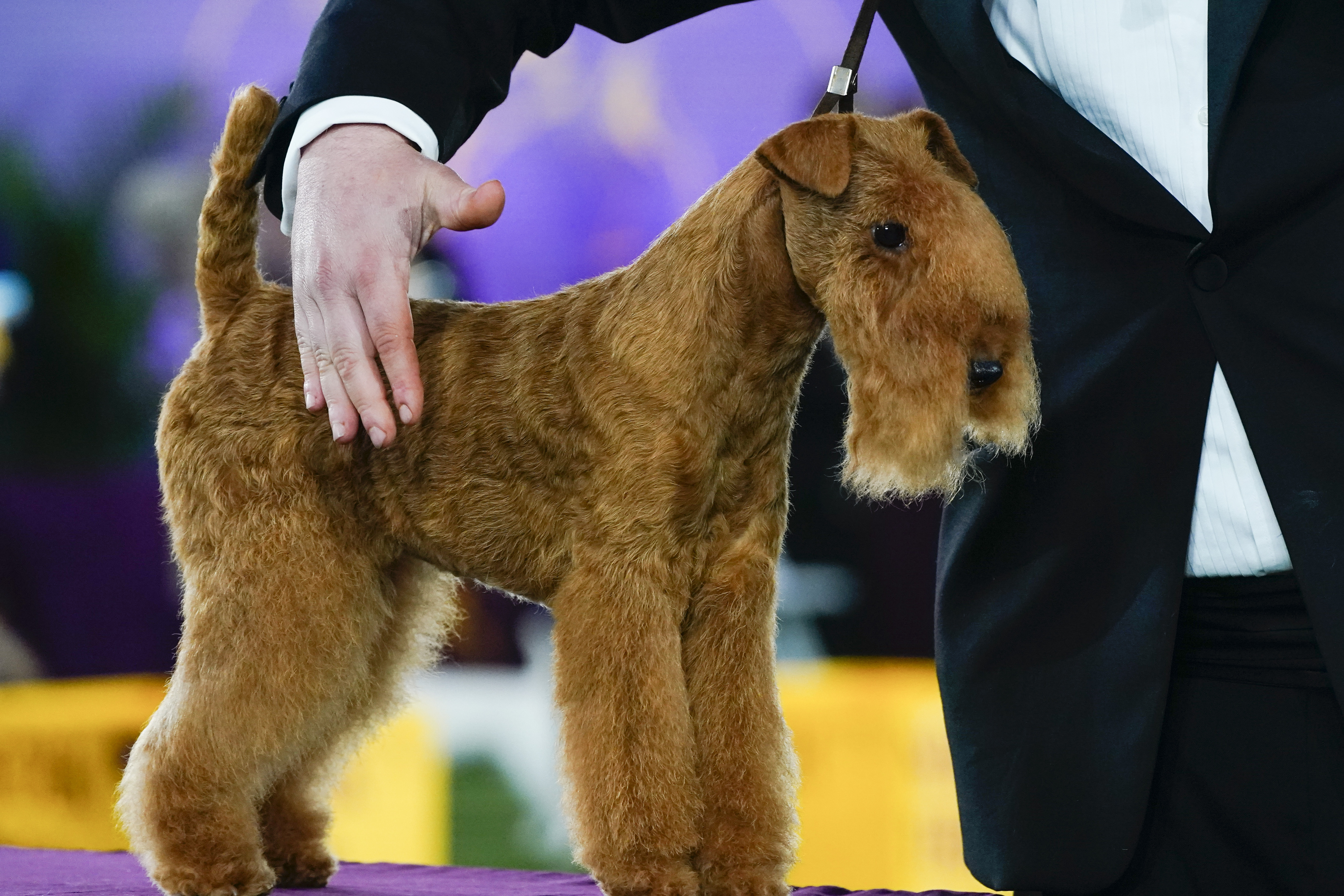 Photos: Westminster Dog Show 2022
