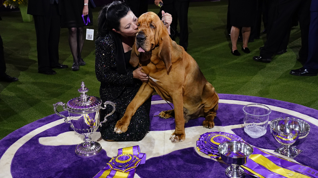 Photos: Westminster Dog Show 2022
