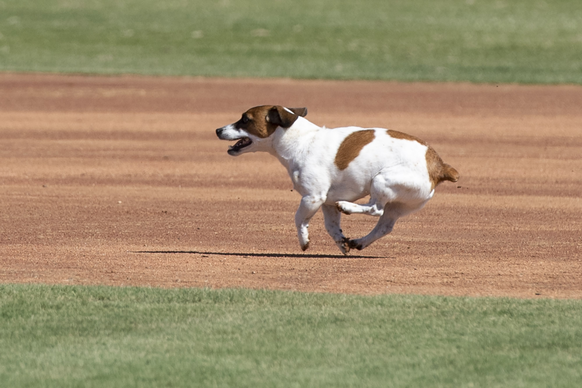 Photos: Russell terrier Macho declared fastest dog baserunner at Dodger Stadium