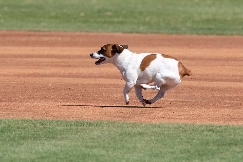 Photos: Russell terrier Macho declared fastest dog baserunner at Dodger Stadium