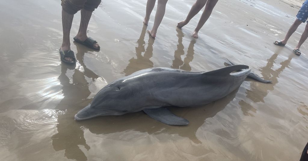 Sick dolphin dies after Texas beachgoers try to ride it