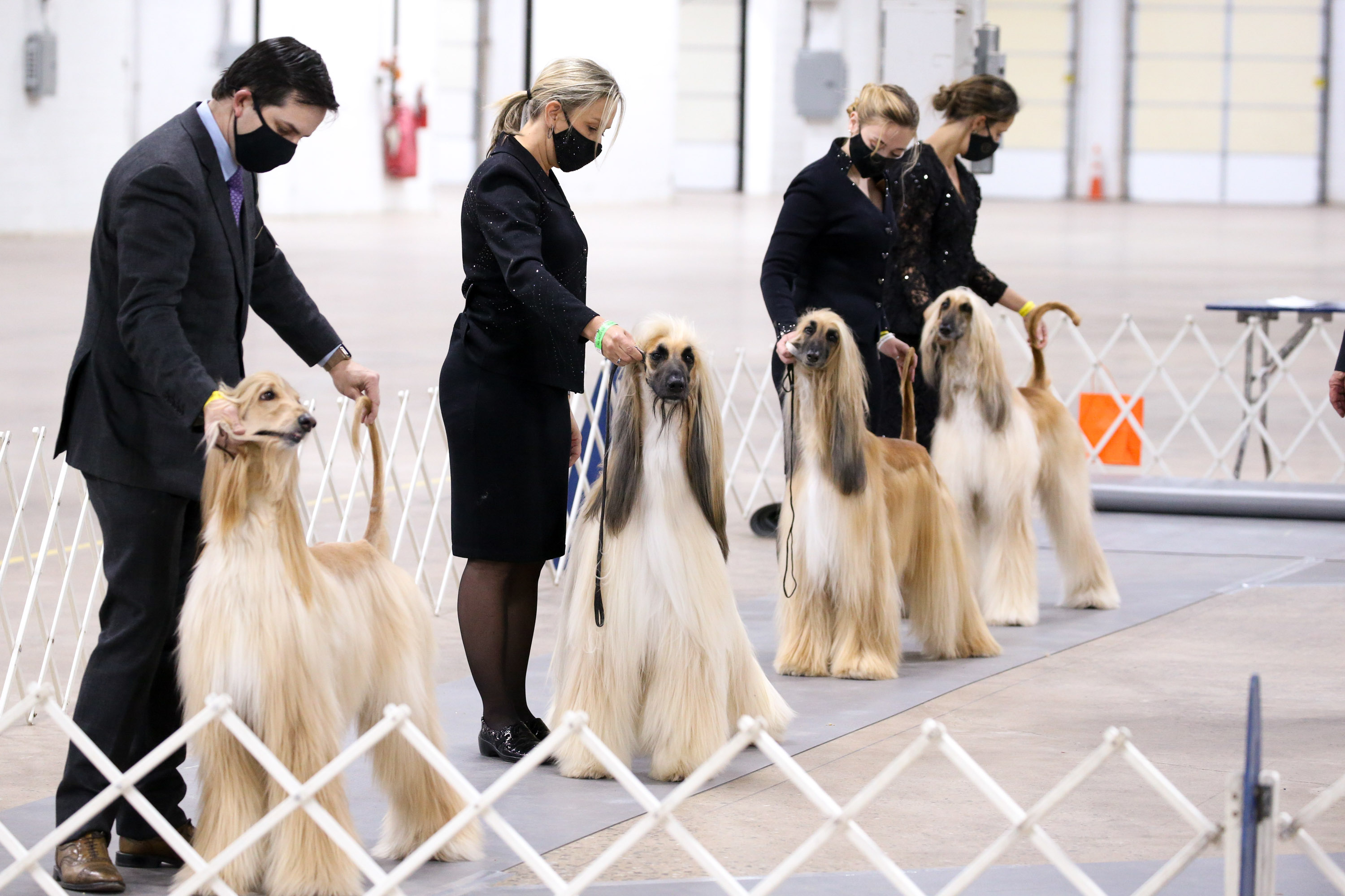 Photos: National Dog Show 2020