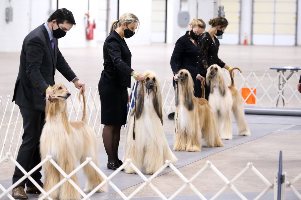 Photos: National Dog Show 2020