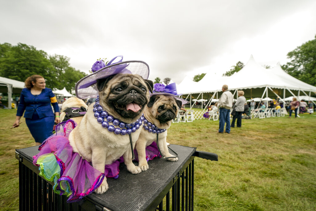 2021 Westminster Dog Show