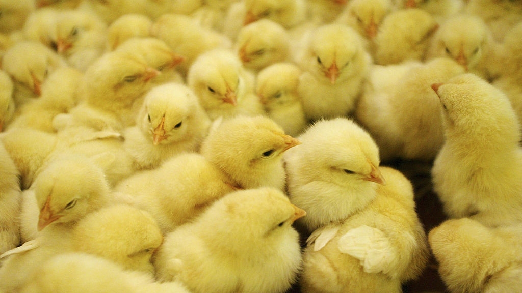 Chick shipments