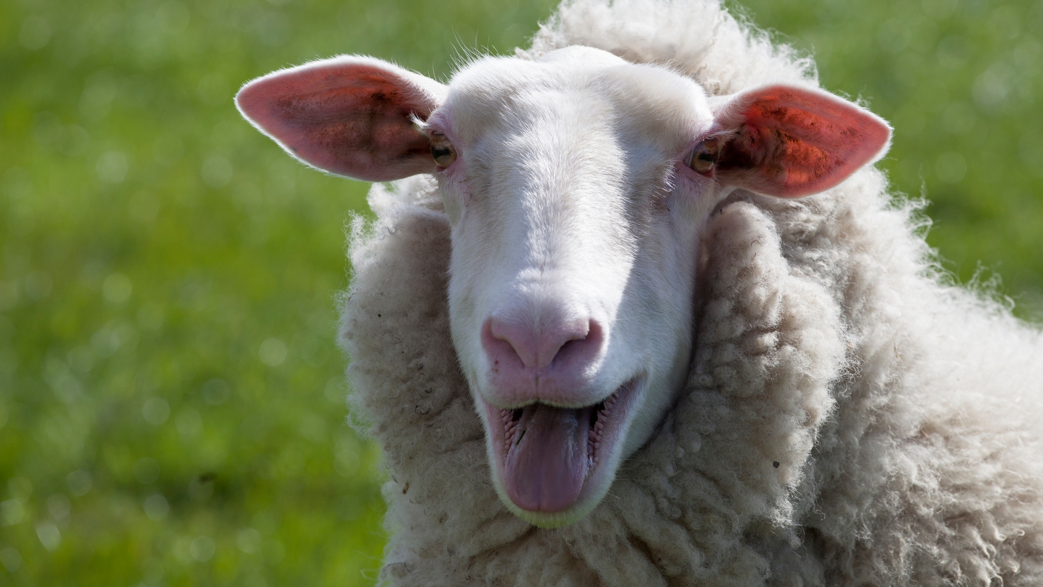 Wild sheep