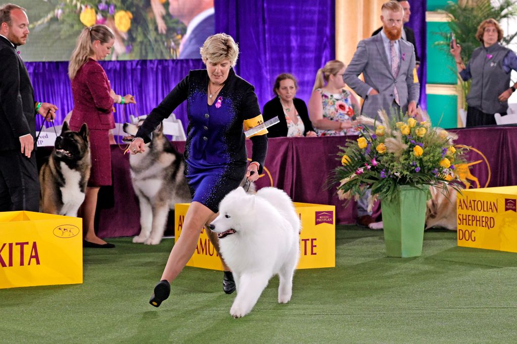 Photos: 2021 Westminster Dog Show