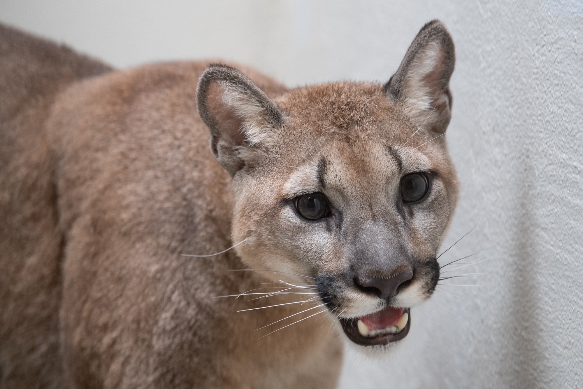 Pet cougar found in NYC