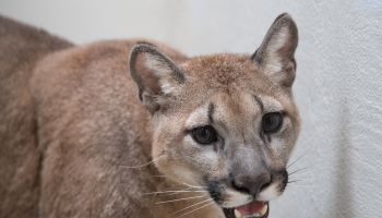 Pet cougar found in NYC