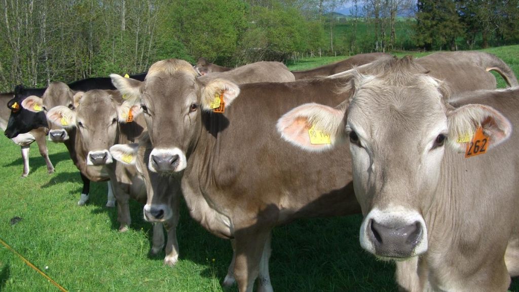 cows
