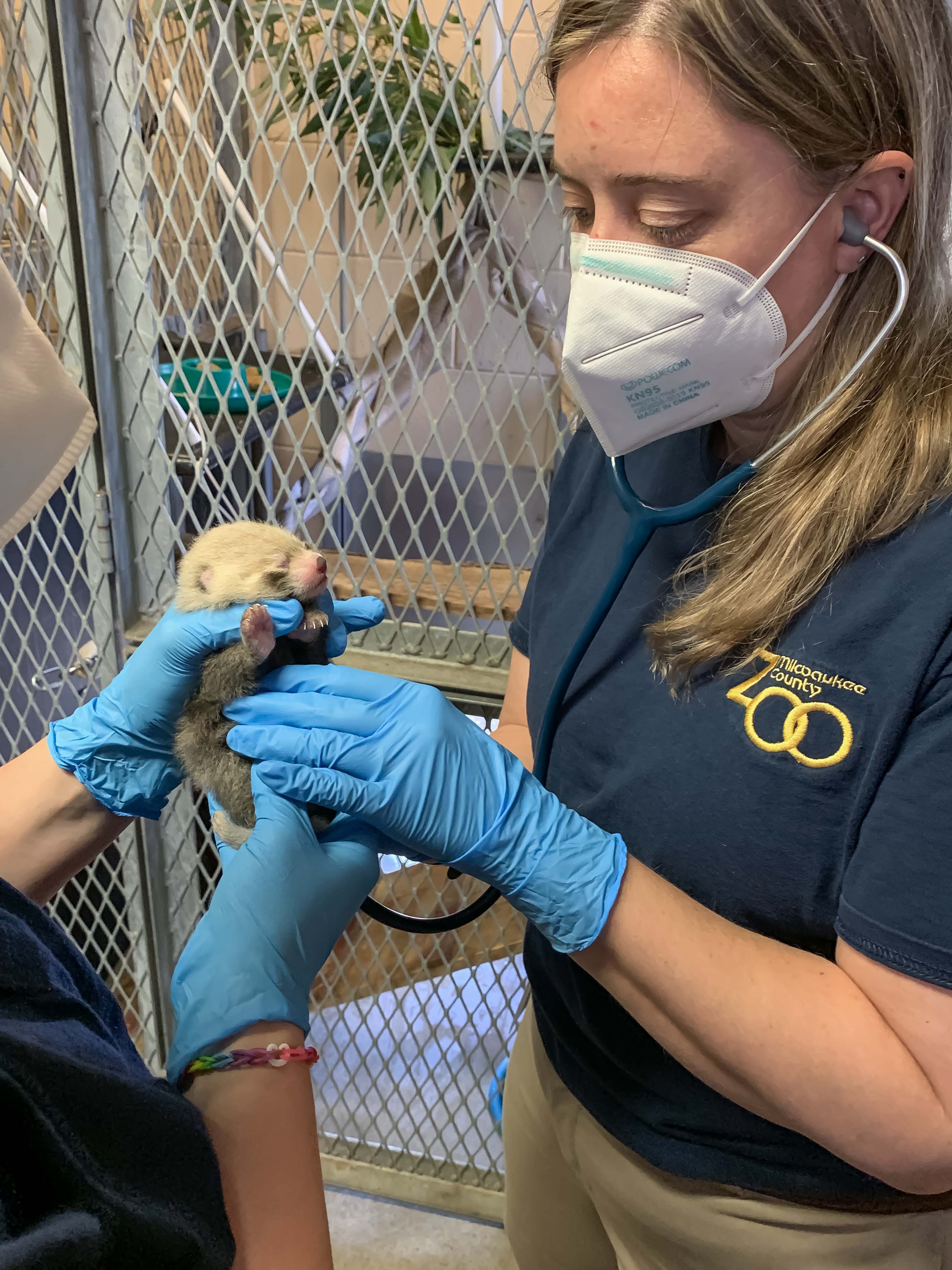 Photos: Milwaukee County Zoo welcomes baby red panda