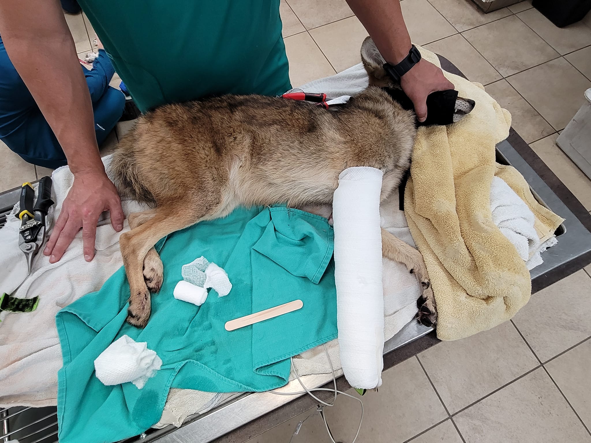 Coyote rescued from inside of car grille