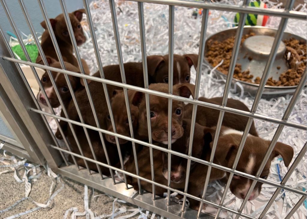 Litter of puppies found zipped inside of suitcase