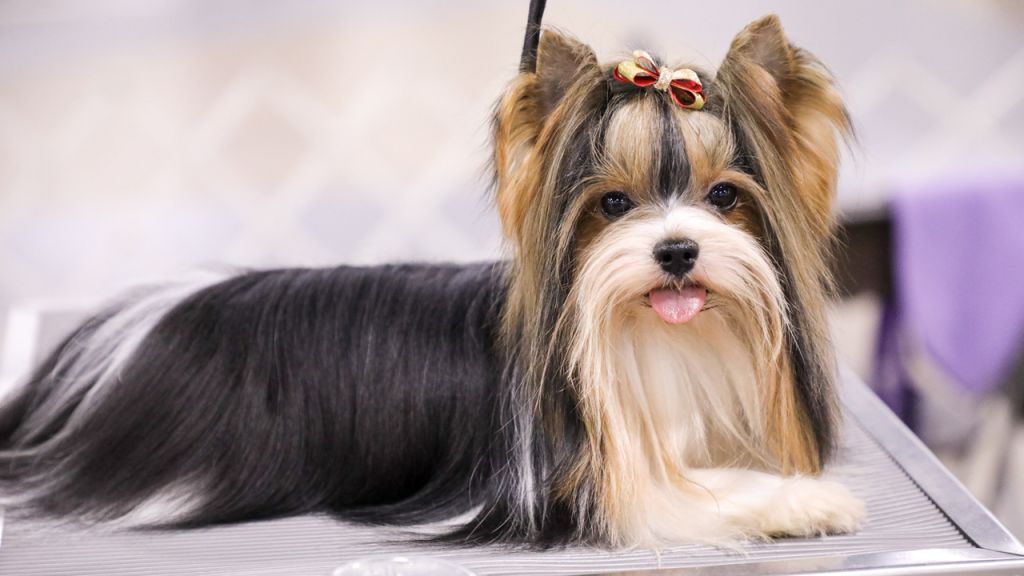 Photos: National Dog Show 2021