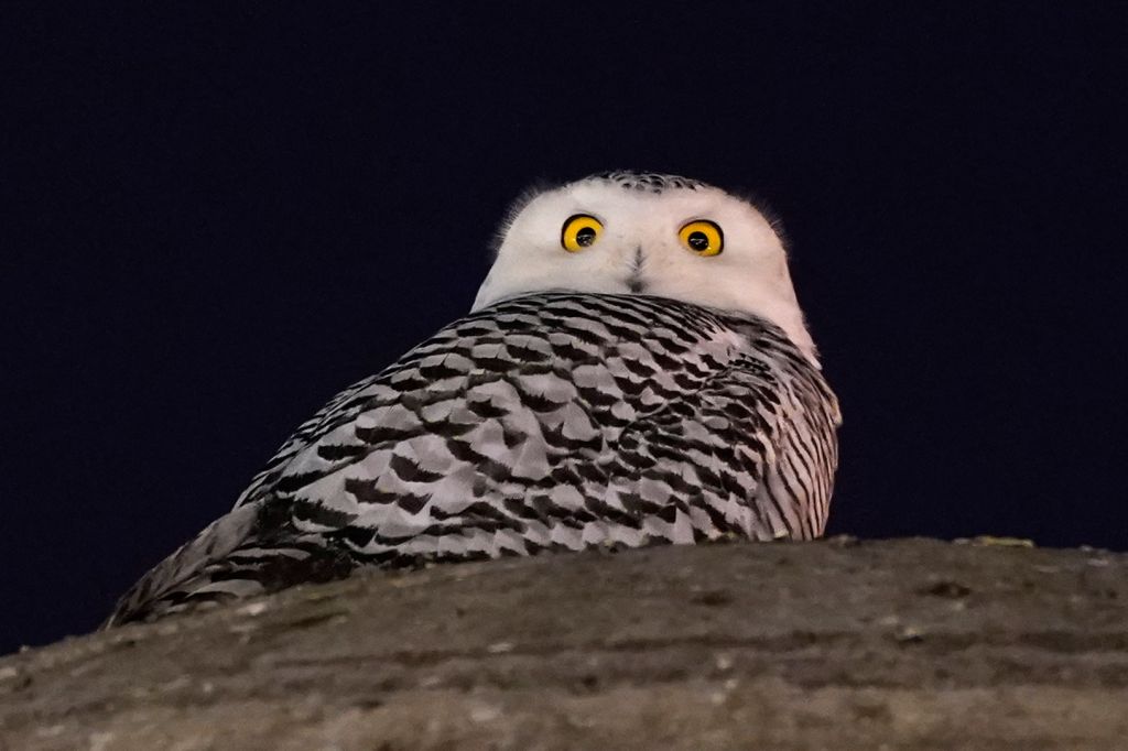 Photos: Rare snowy owl visits D.C. monuments