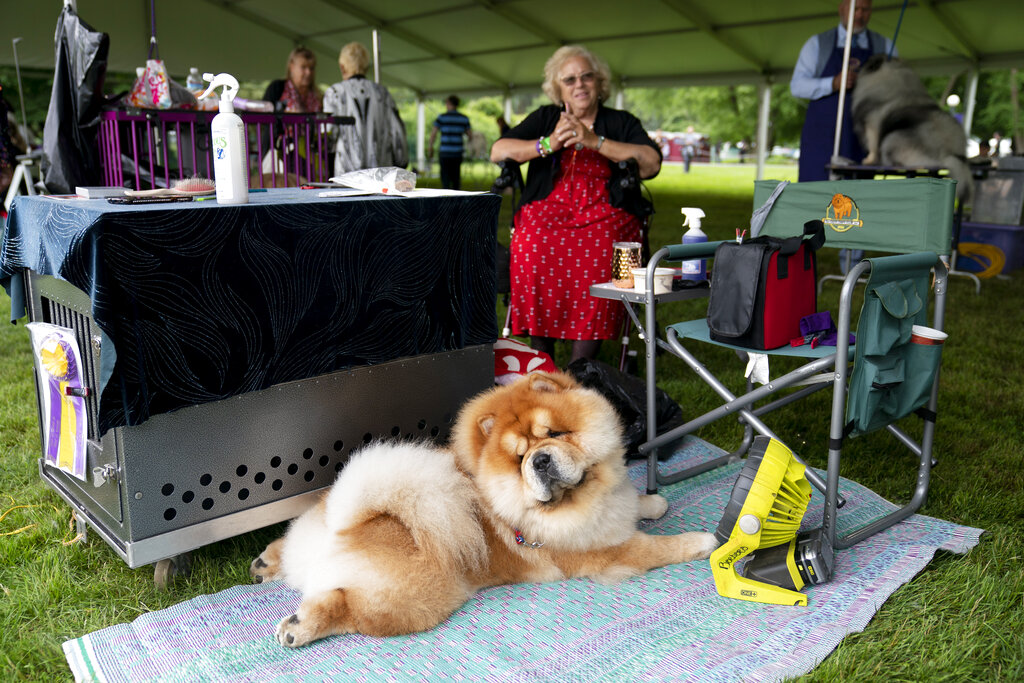 2021 Westminster Dog Show