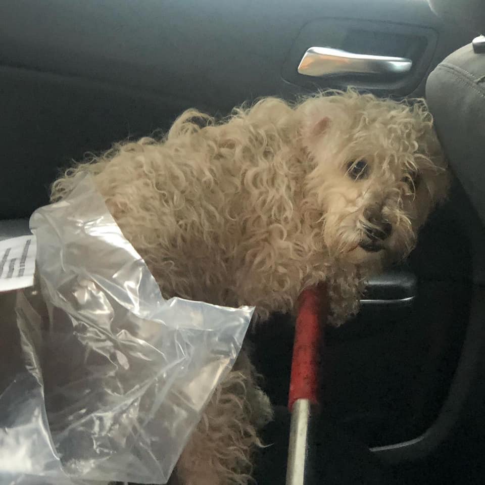 Dog rescued by firefighters in California.