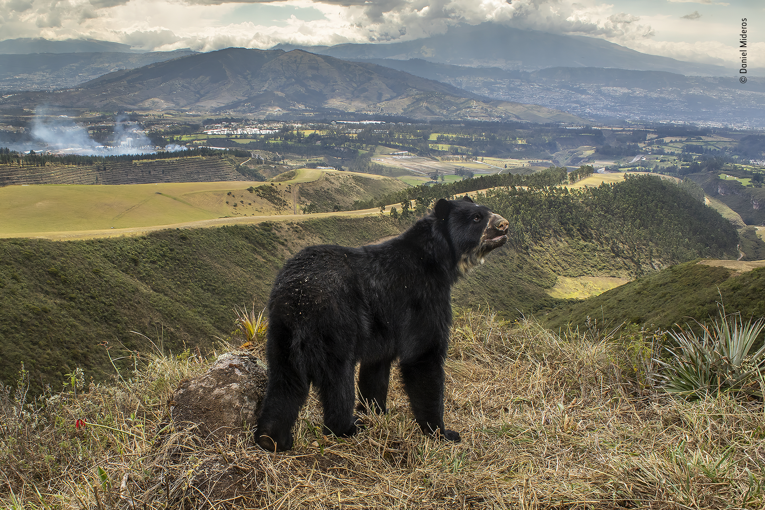Wildlife Photographer of the Year 2022 entries