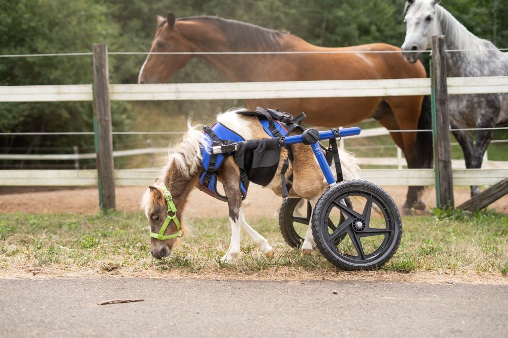 New wheelchair offers disabled miniature horse mobility