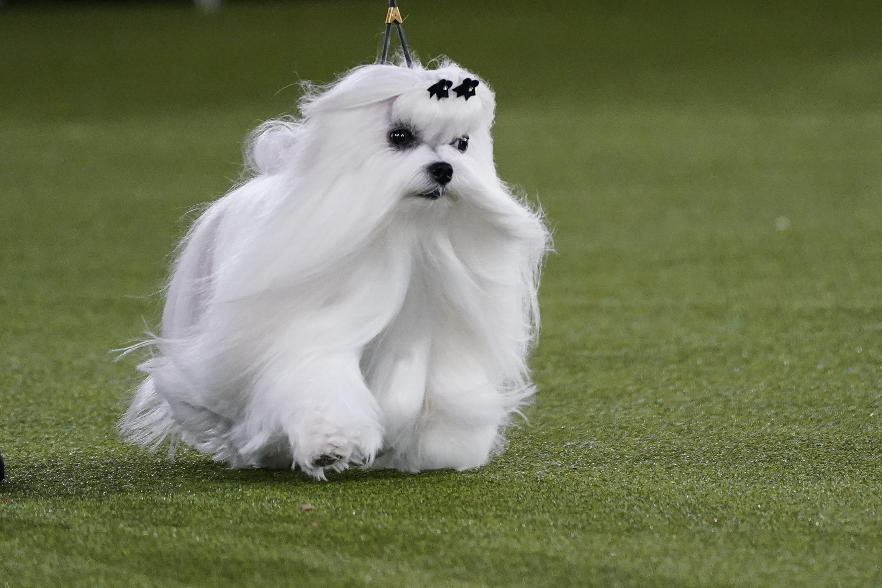 Photos: Westminster Dog Show 2022