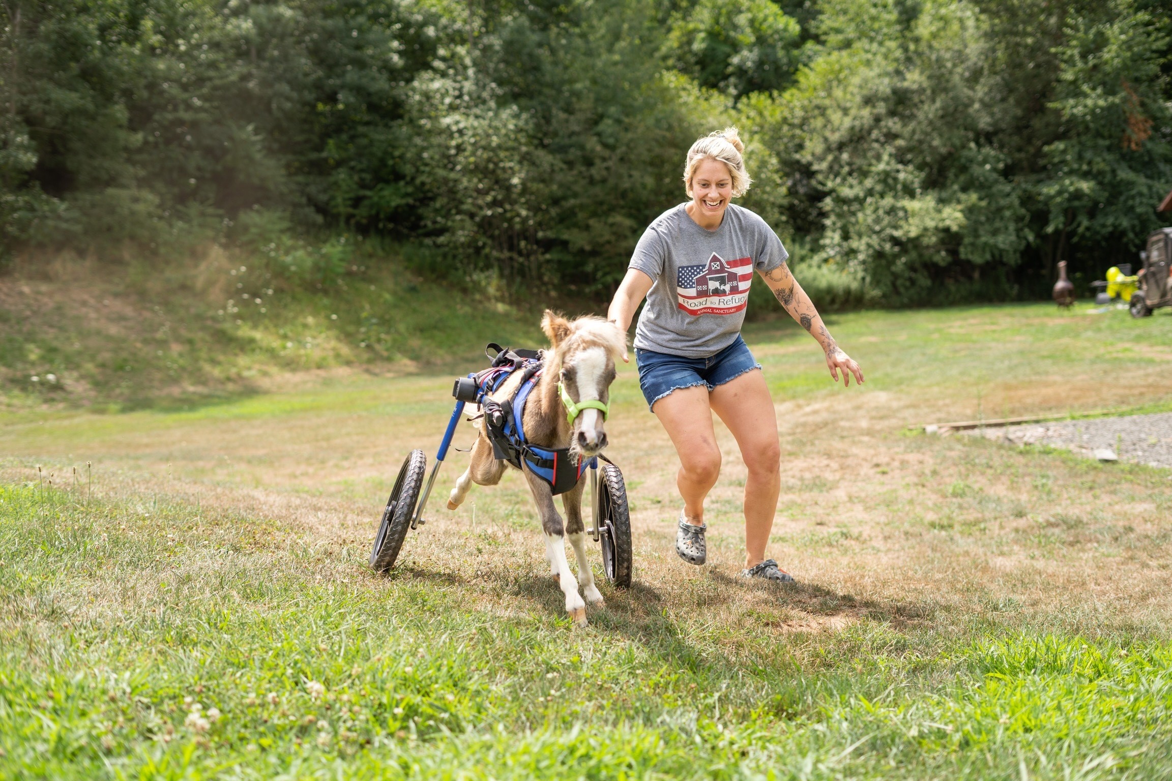 New wheelchair offers disabled miniature horse mobility