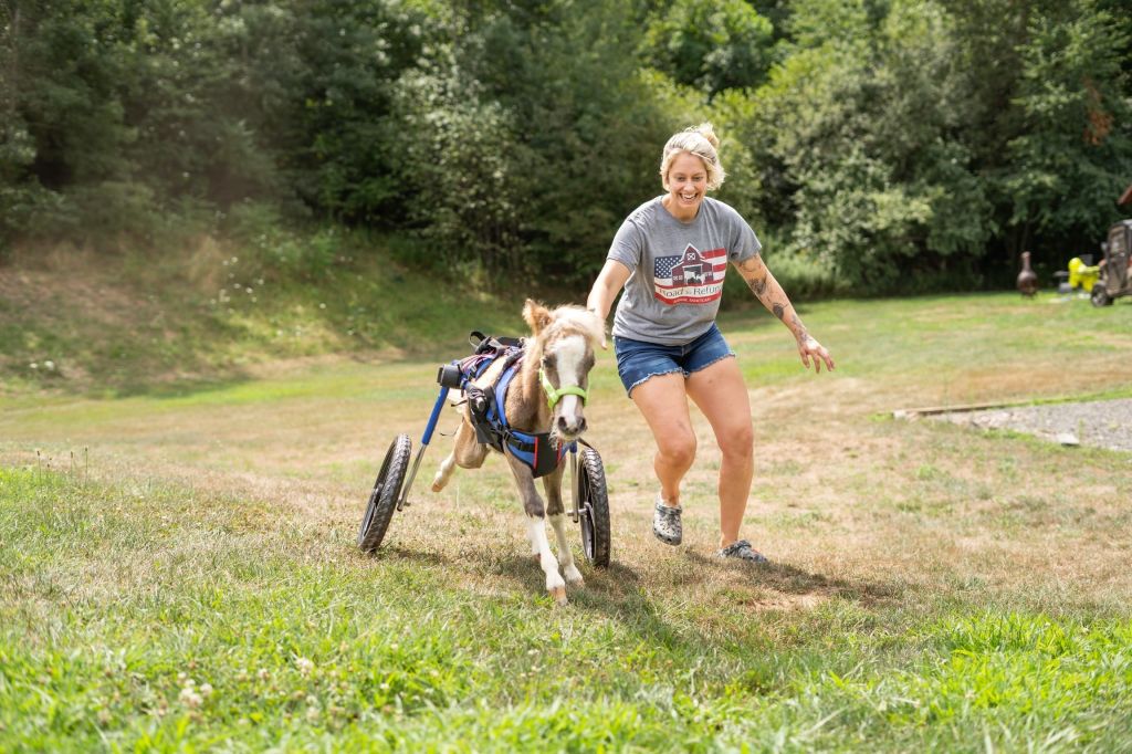 New wheelchair offers disabled miniature horse mobility