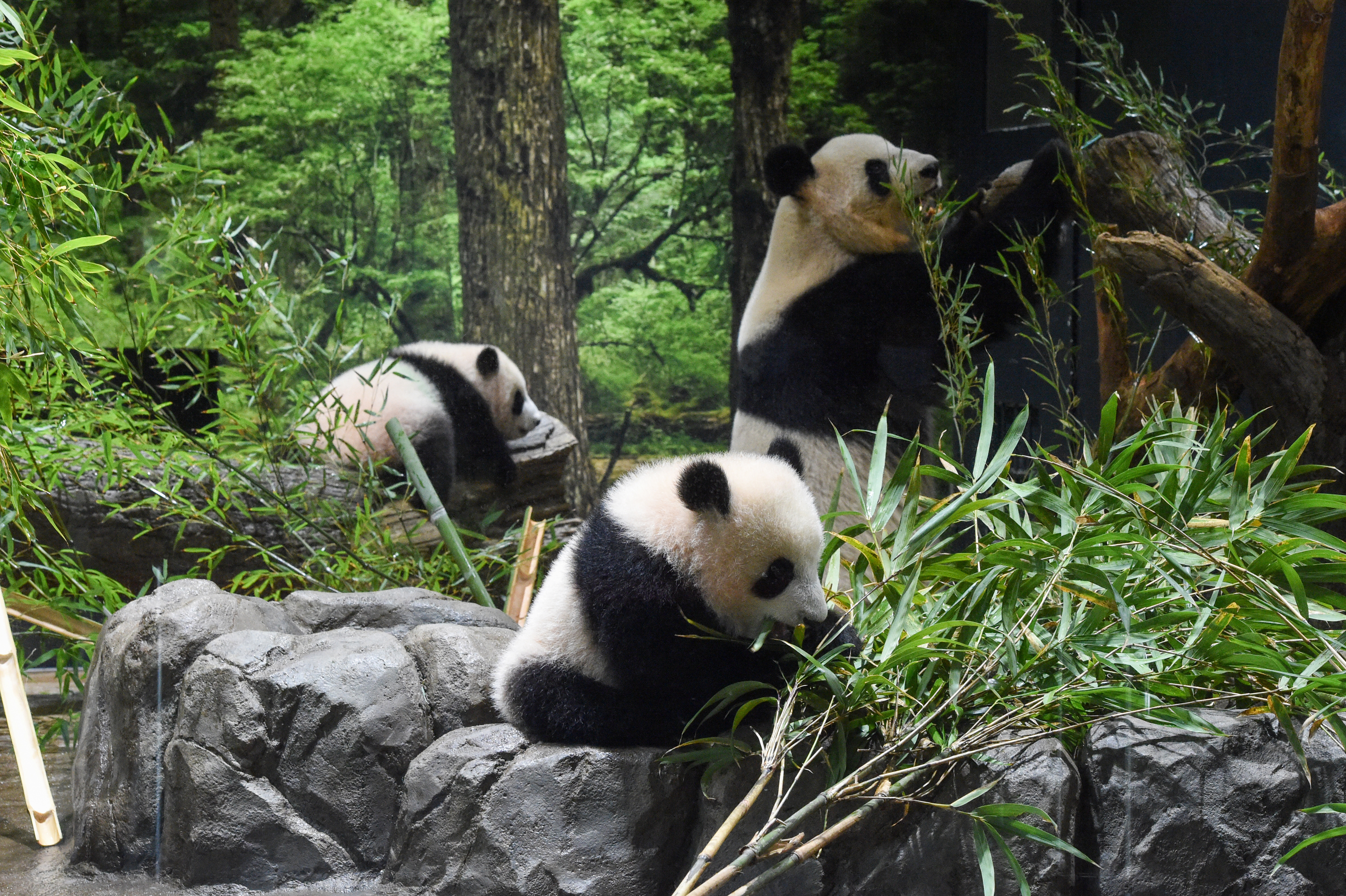 Twin pandas play at Tokyo zoo