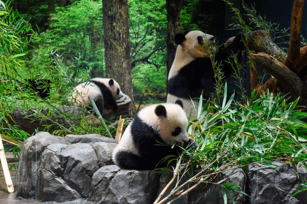 Twin pandas play at Tokyo zoo