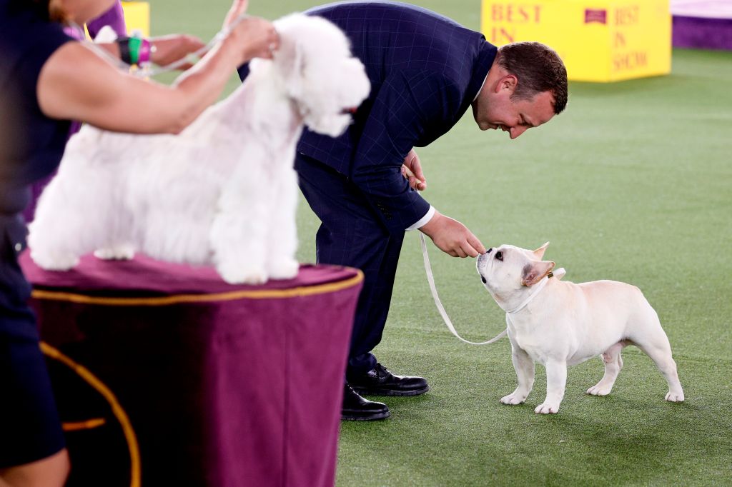 Photos: 2021 Westminster Dog Show