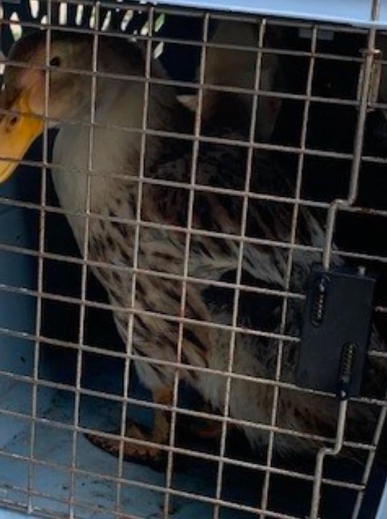 Photos: Dozens of animals and 300 fish rescued in Ohio