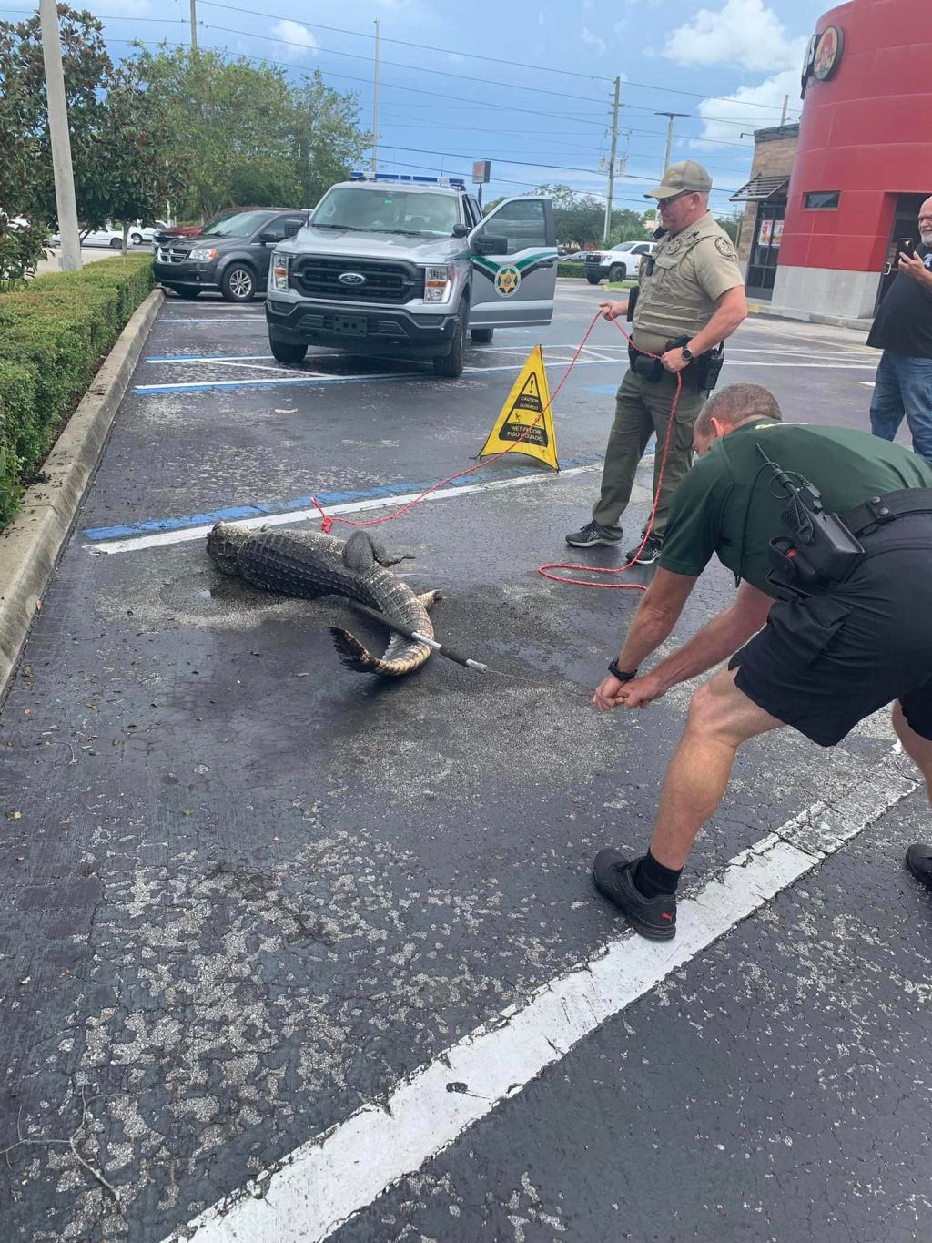 Deputies wrangle alligator ‘loitering’ at Florida Wendy’s