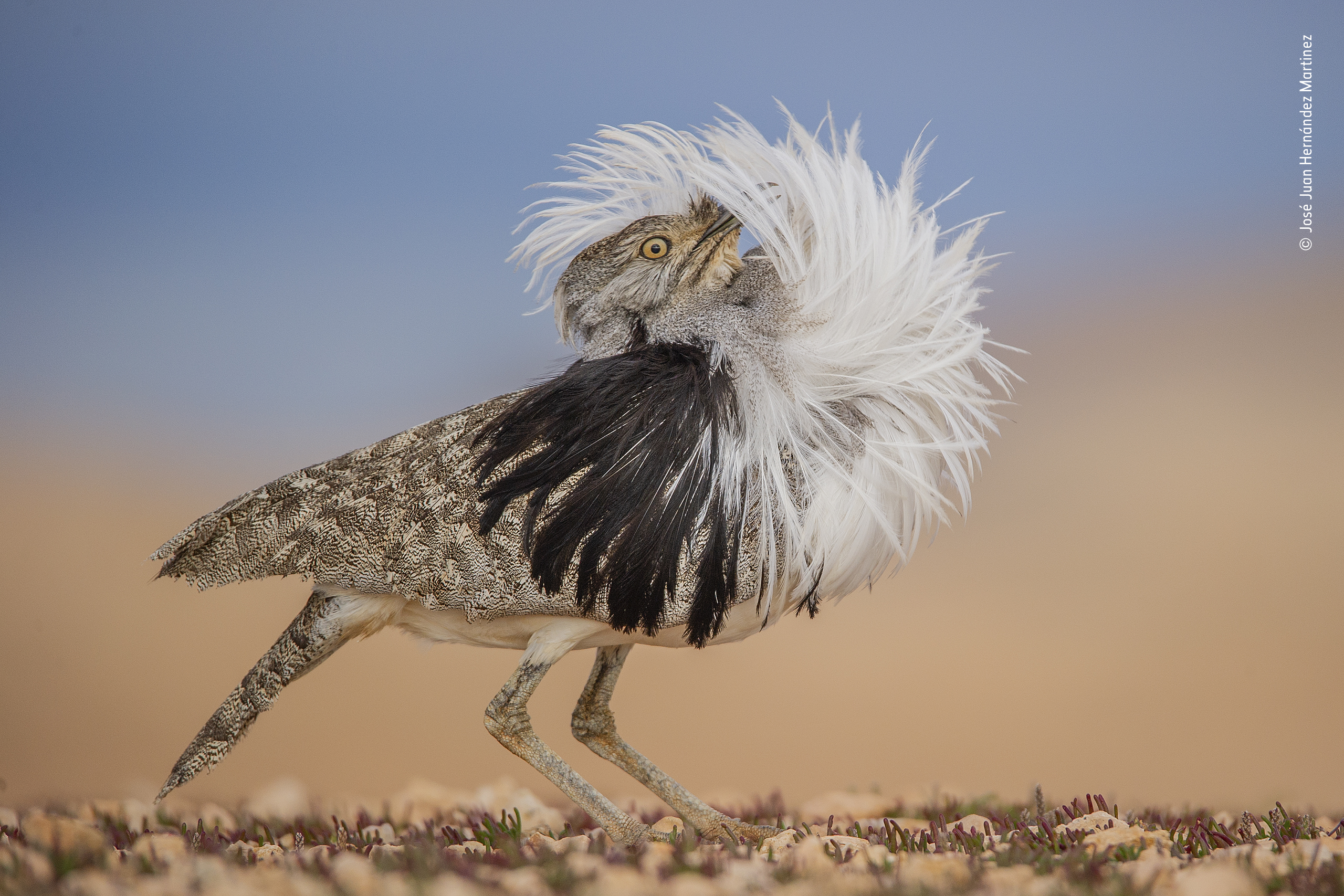 Wildlife Photographer of the Year 2022 entries