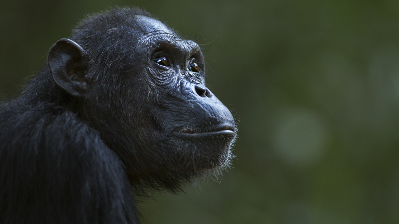 St. Louis Zoo announces birth of new baby chimpanzee, shares adorable video