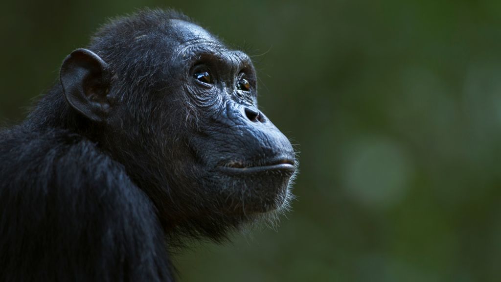 St. Louis Zoo announces birth of new baby chimpanzee, shares adorable video